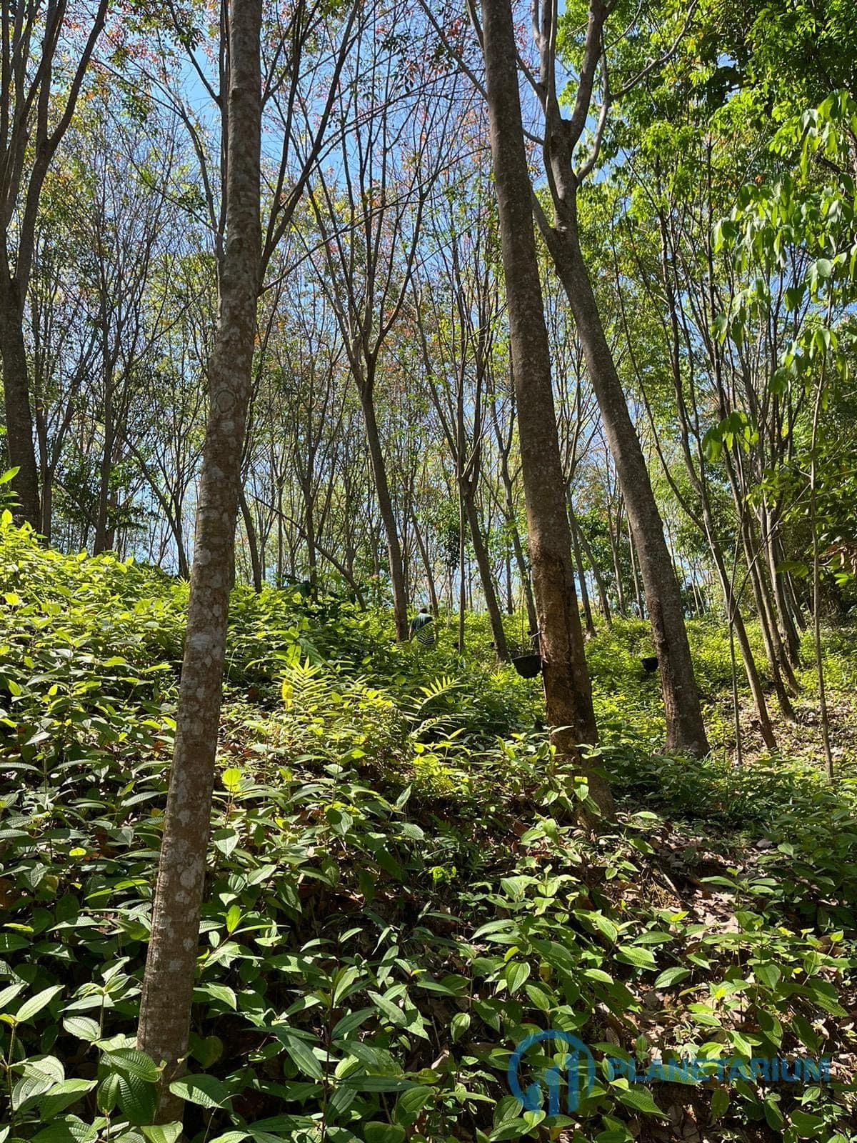 Sea view land at pa klok — photo 3