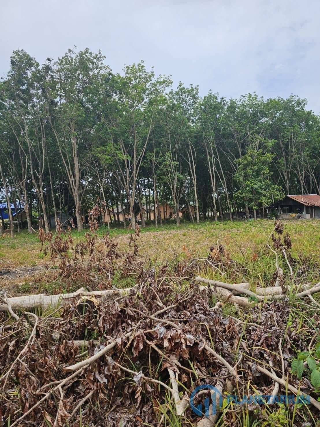Land for sale at saiyuan rawai — photo 2