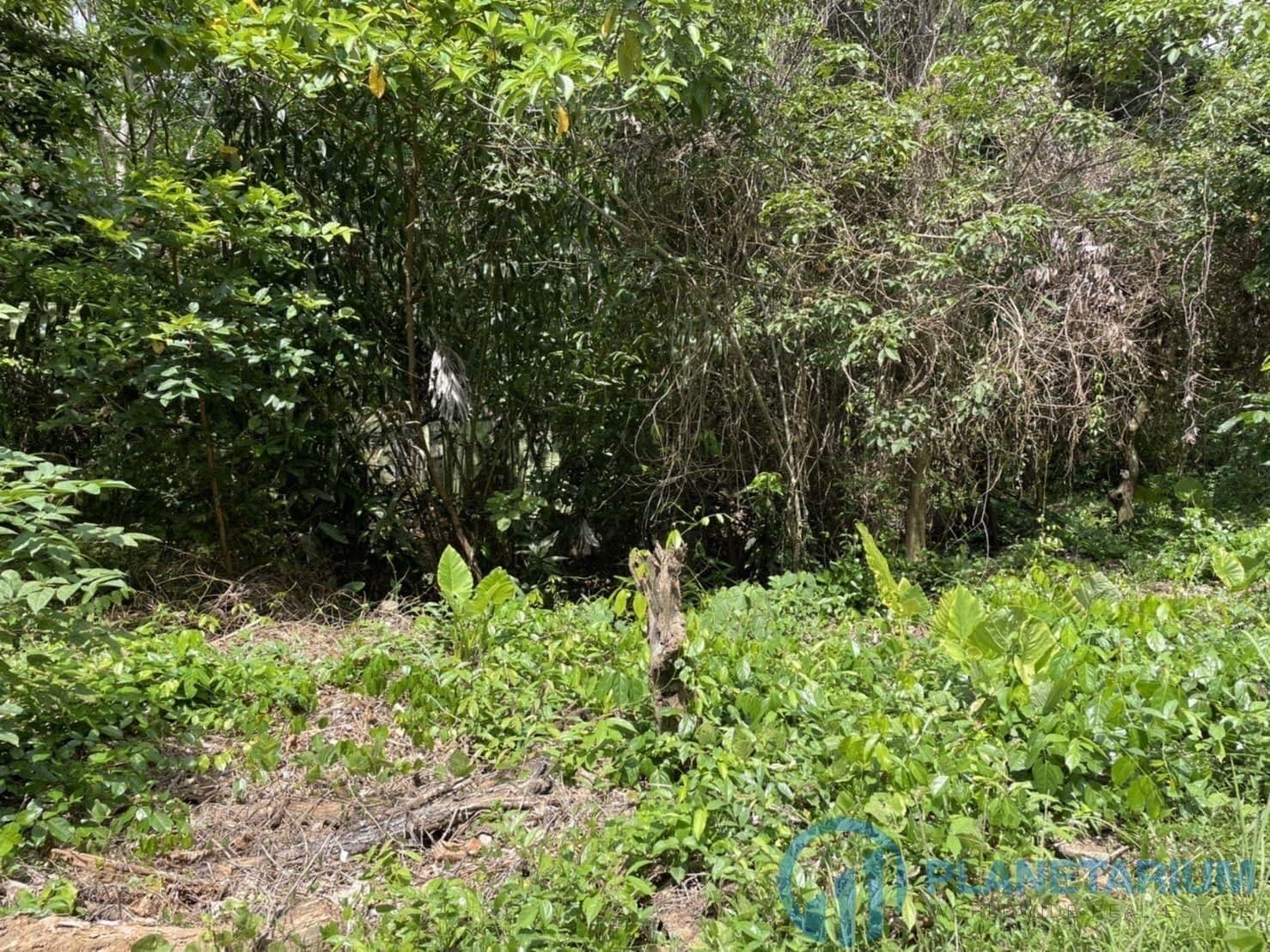 Land for sale on coconut island — photo 3