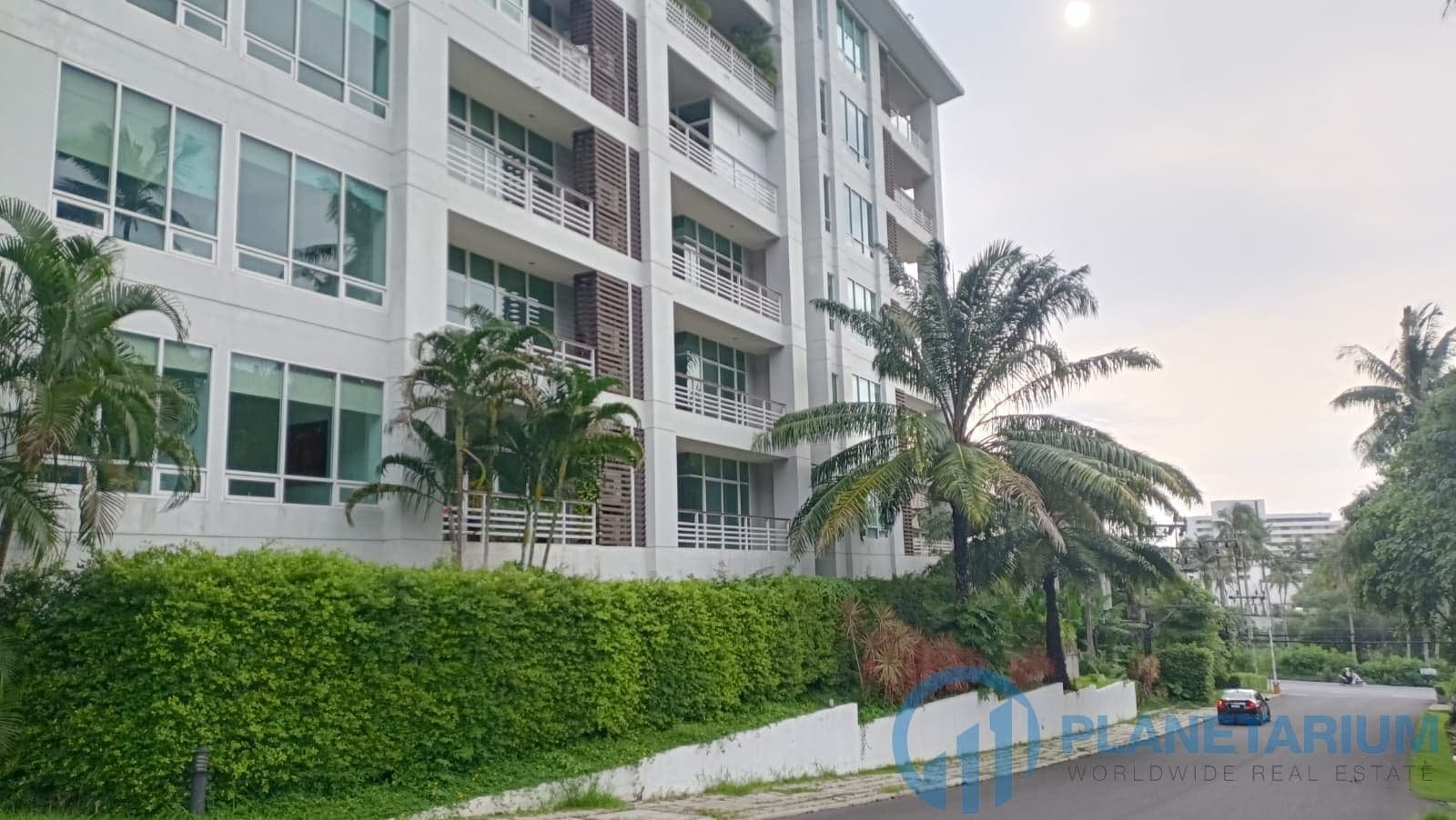 Palm at karon hill — photo 1