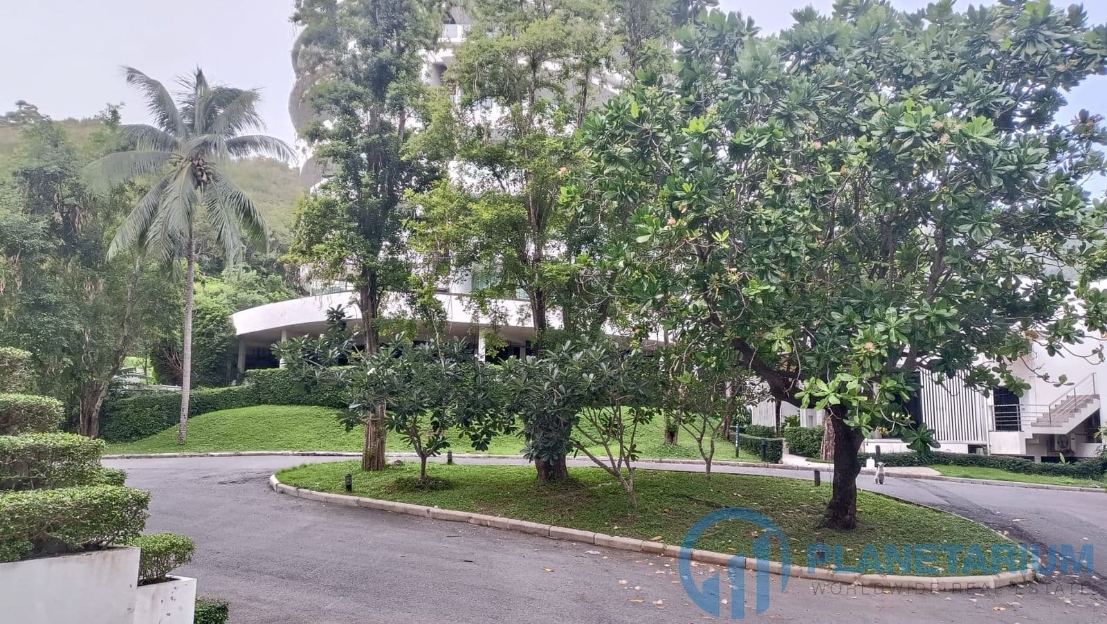 Palm at karon hill — photo 5