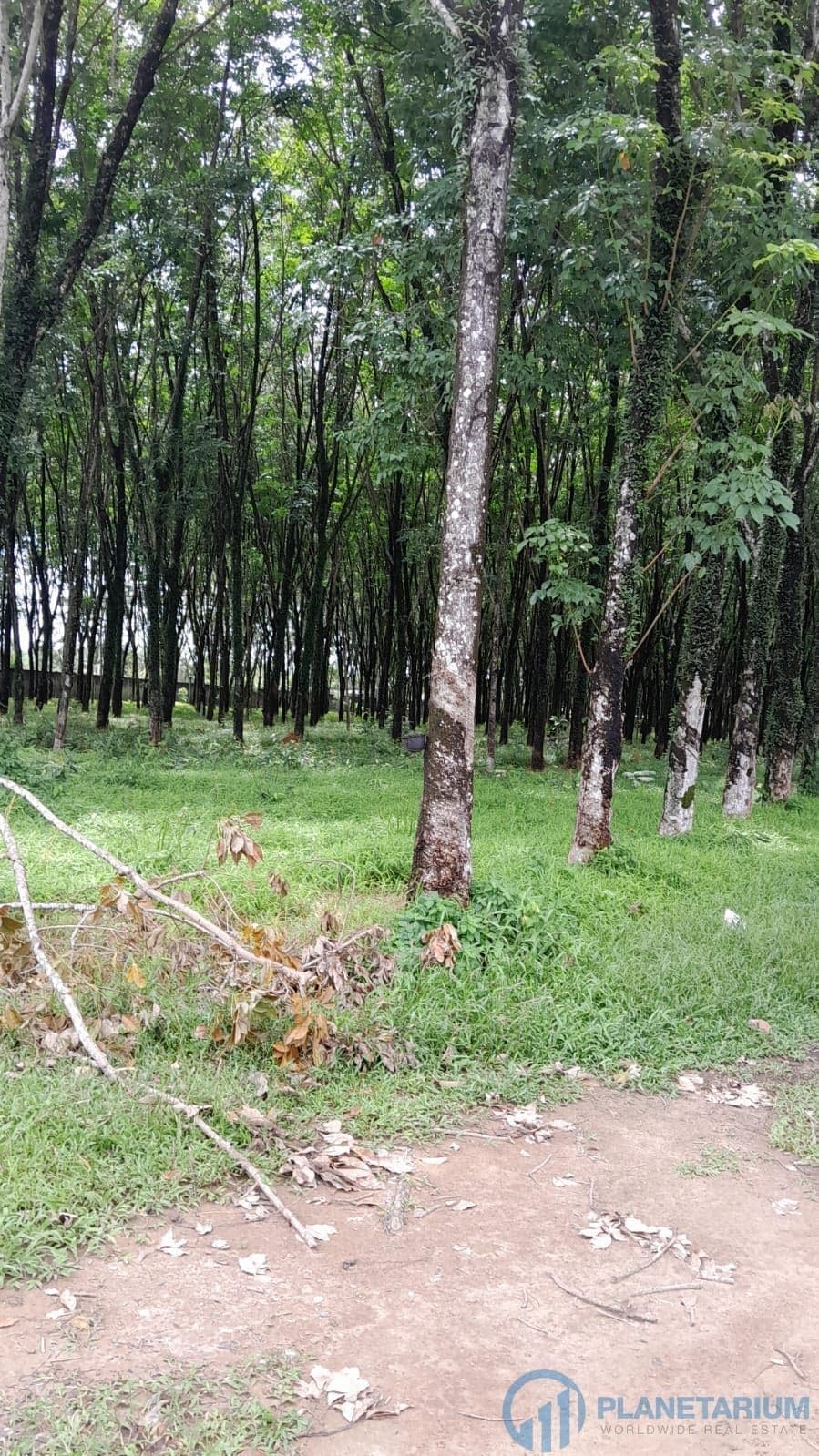 Land for sale on Thalang — photo 1