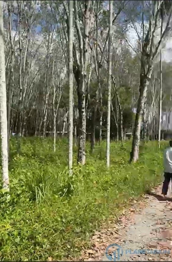 Land for sale at Thalang — photo 2