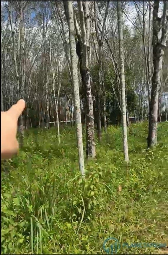Land for sale at Thalang — photo 3