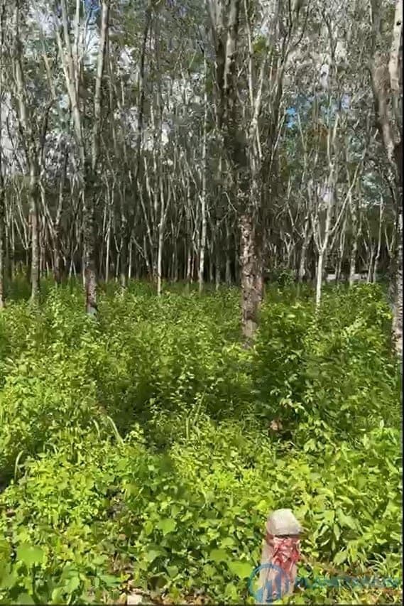 Land for sale at Thalang — photo 4